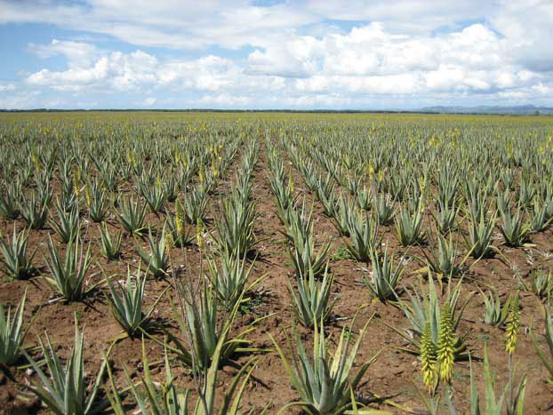 Aloe Vera fields