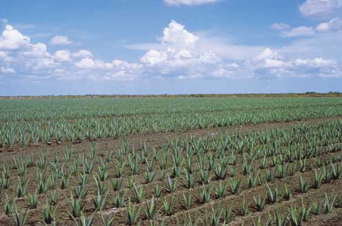 Aloe Vera fields