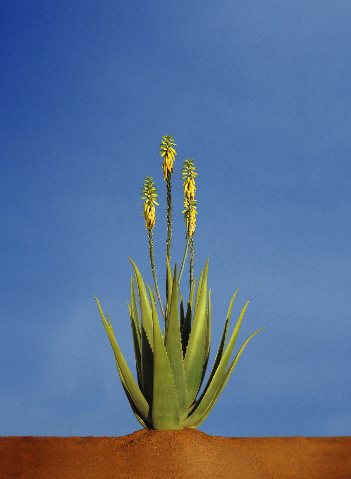 Aloe Plant