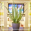 //gallery.foreverliving.com/gallery/GRC/image/newsite_2017/frontida_dermatos_icon.jpg